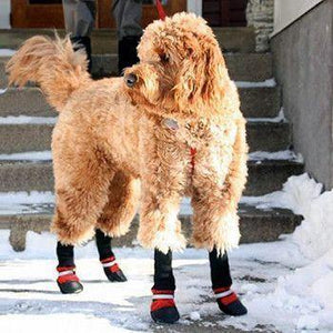 Botas para mascotas: ¡Protege a tu mejor amigo en cualquier época del año!